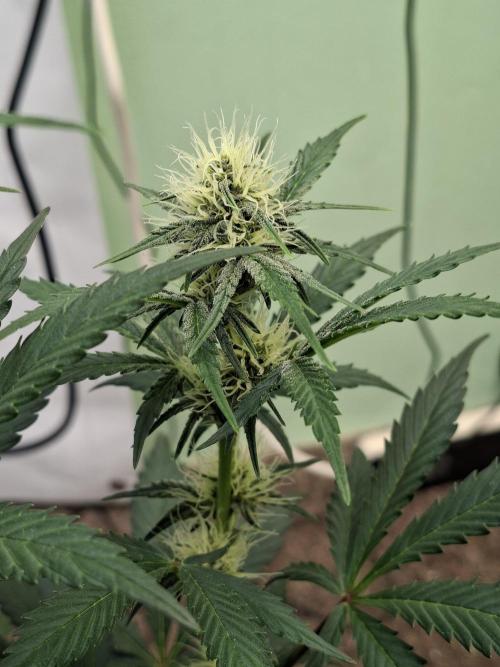 Fastbuds Guava Sundae. Week 6