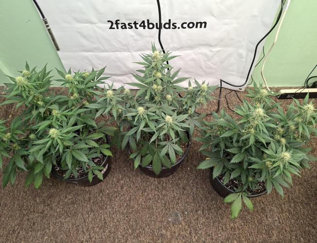 Fastbuds Guava Sundae. Week 6