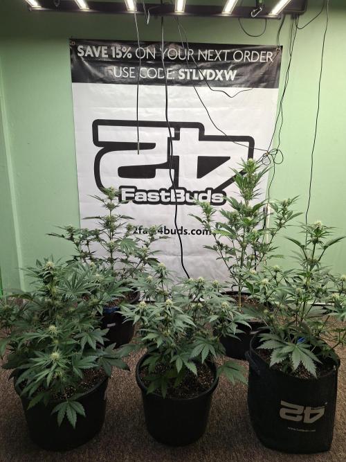 Fastbuds Mendo Frost Auto. Week 6
