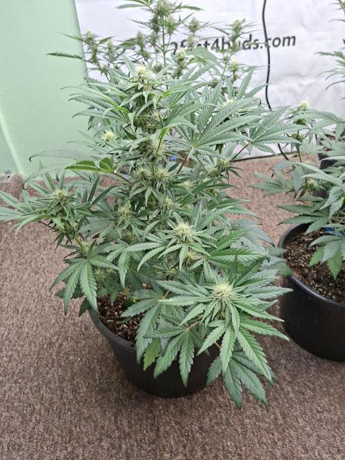 Fastbuds Mendo Frost Auto. Week 6