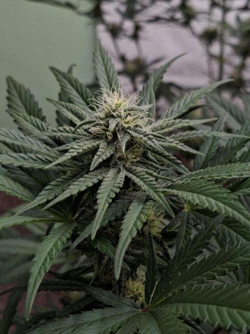 Fastbuds Mendo Frost Auto. Week 6