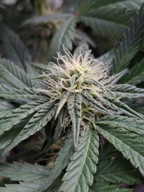 Fastbuds Mendo Frost Auto. Week 6