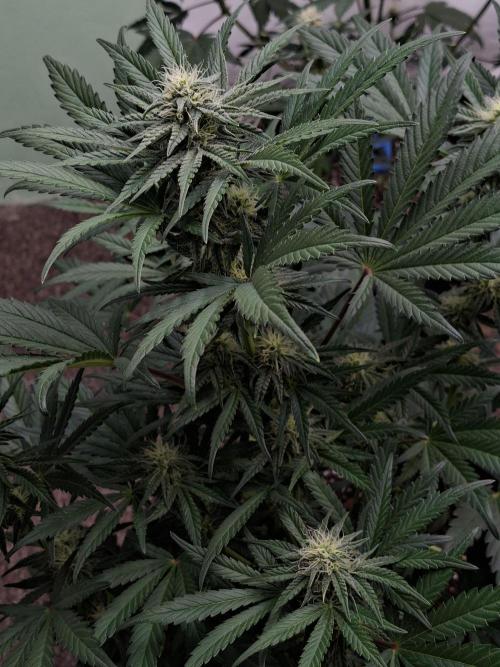 Fastbuds Mendo Frost Auto. Week 6
