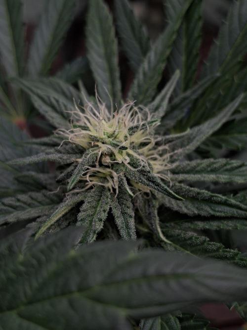 Fastbuds Mendo Frost Auto. Week 6