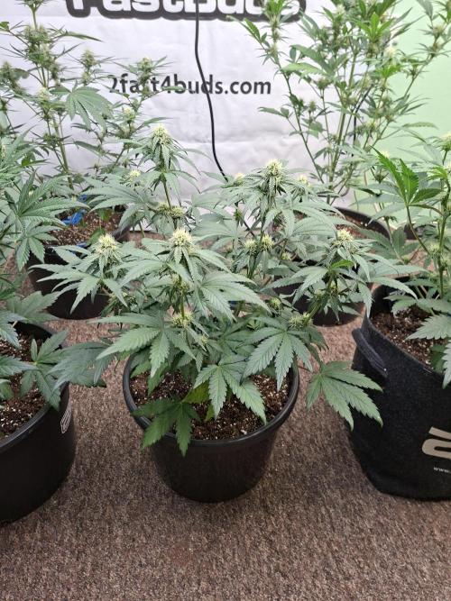 Fastbuds Mendo Frost Auto. Week 6
