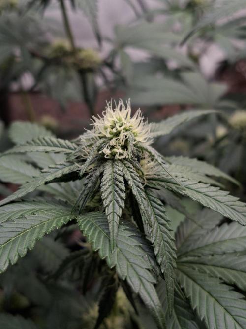 Fastbuds Mendo Frost Auto. Week 6