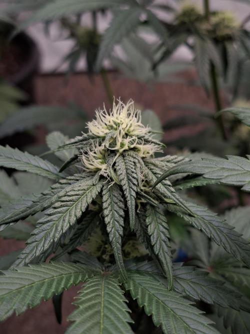 Fastbuds Mendo Frost Auto. Week 6