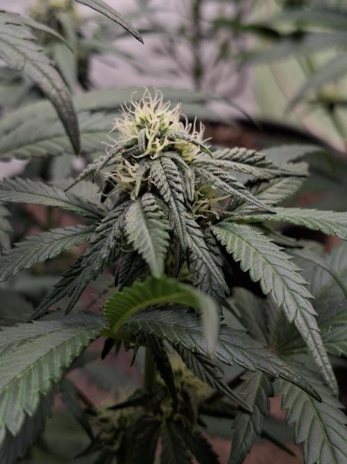 Fastbuds Mendo Frost Auto. Week 6