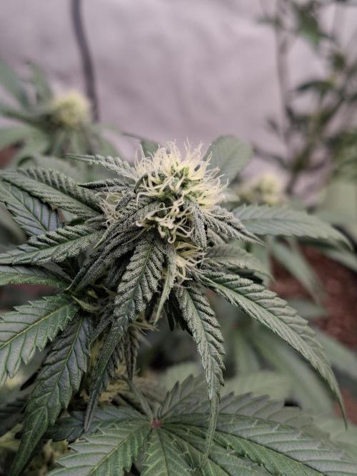 Fastbuds Mendo Frost Auto. Week 6