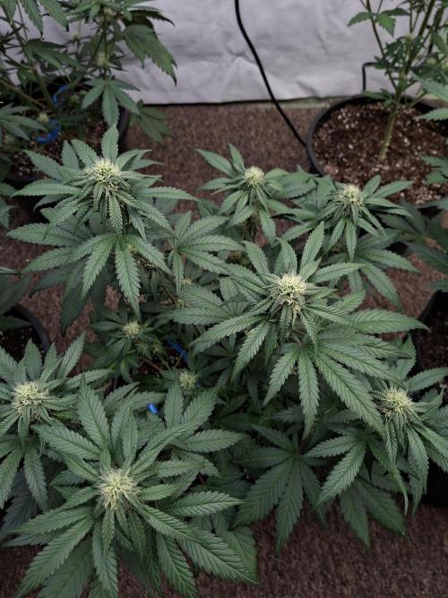 Fastbuds Mendo Frost Auto. Week 6