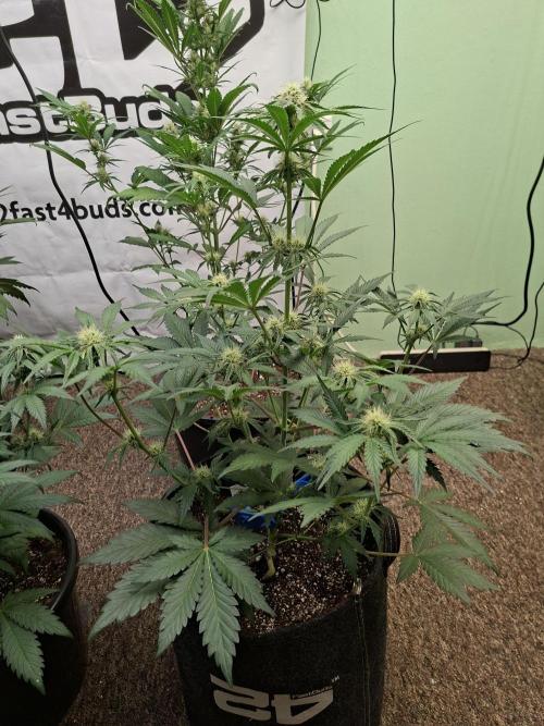 Fastbuds Mendo Frost Auto. Week 6