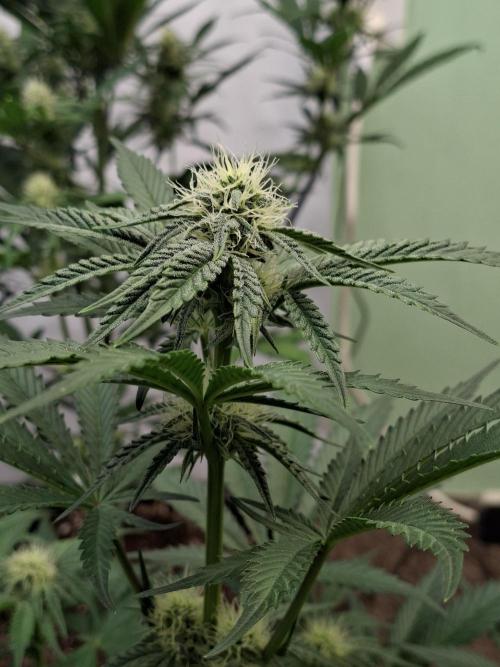 Fastbuds Mendo Frost Auto. Week 6