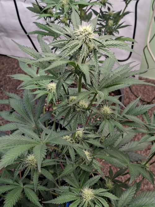 Fastbuds Mendo Frost Auto. Week 6