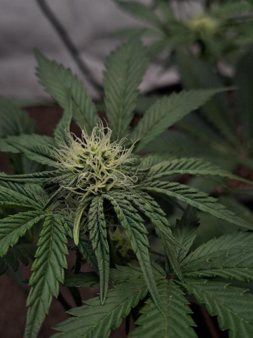 Fastbuds Mendo Frost Auto. Week 6