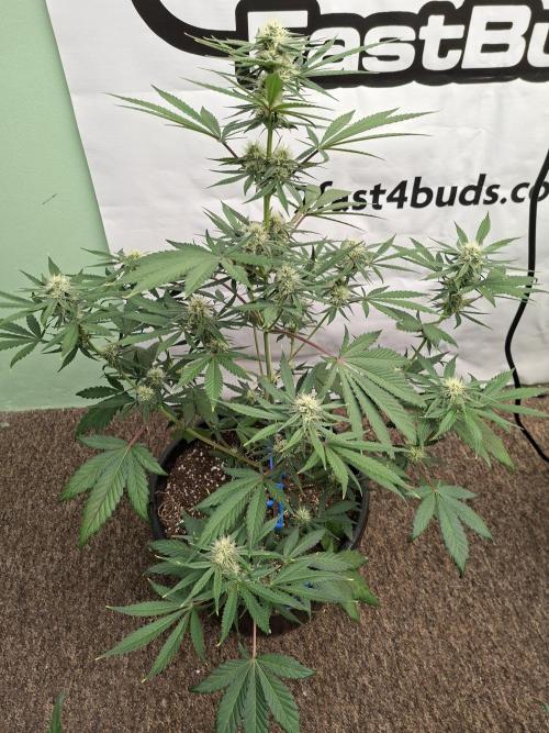 Fastbuds Mendo Frost Auto. Week 6