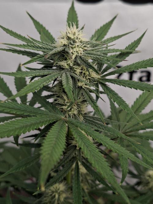 Fastbuds Mendo Frost Auto. Week 6