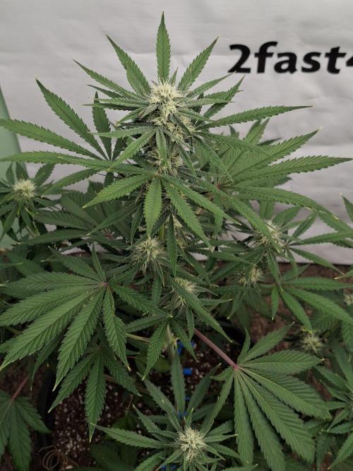 Fastbuds Mendo Frost Auto. Week 6