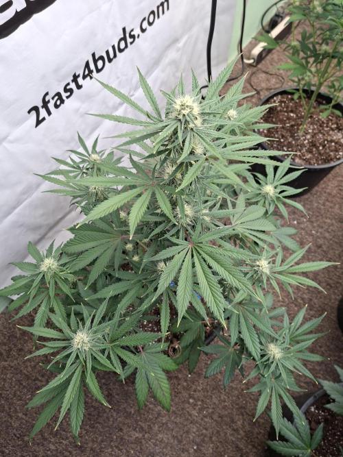 Fastbuds Mendo Frost Auto. Week 6