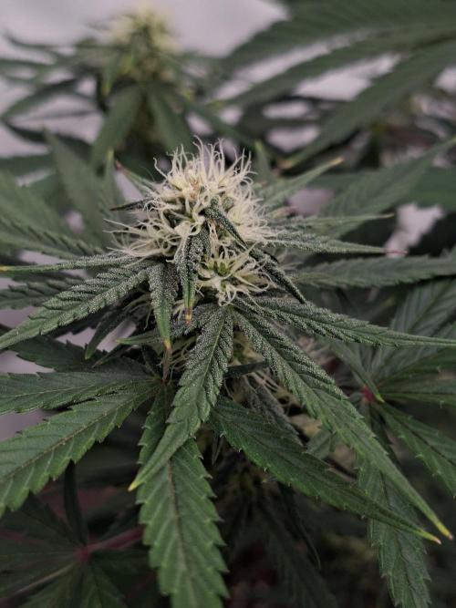 Fastbuds Mendo Frost Auto. Week 6