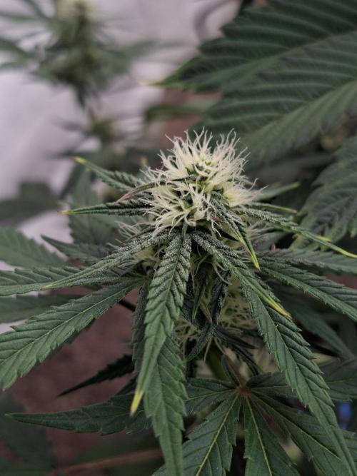 Fastbuds Mendo Frost Auto. Week 6