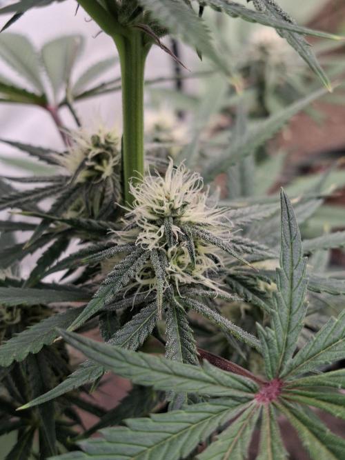 Fastbuds Mendo Frost Auto. Week 6