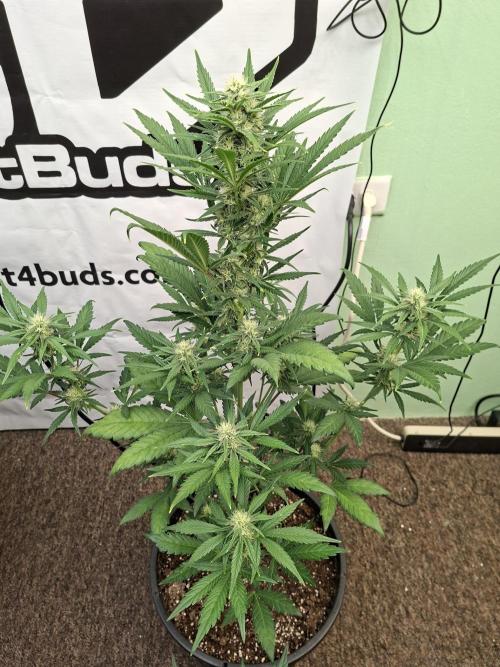 Fastbuds Mendo Frost Auto. Week 6