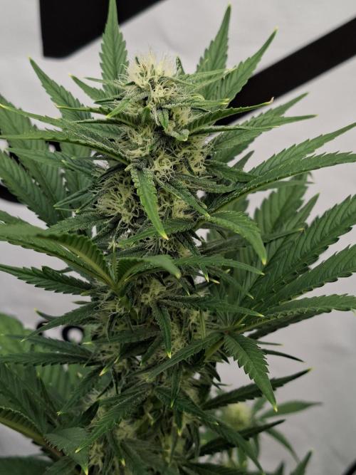Fastbuds Mendo Frost Auto. Week 6