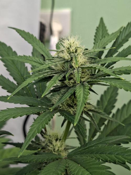 Fastbuds Mendo Frost Auto. Week 6
