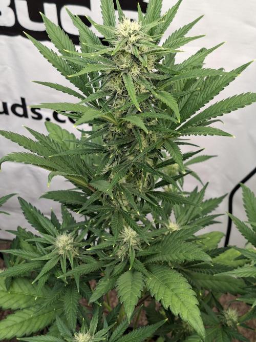 Fastbuds Mendo Frost Auto. Week 6