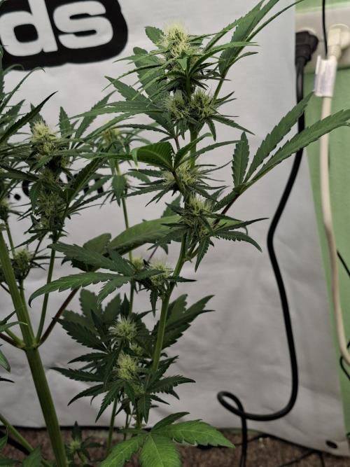 Fastbuds Mendo Frost Auto. Week 6
