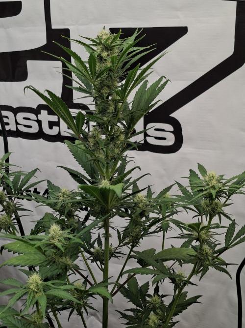 Fastbuds Mendo Frost Auto. Week 6