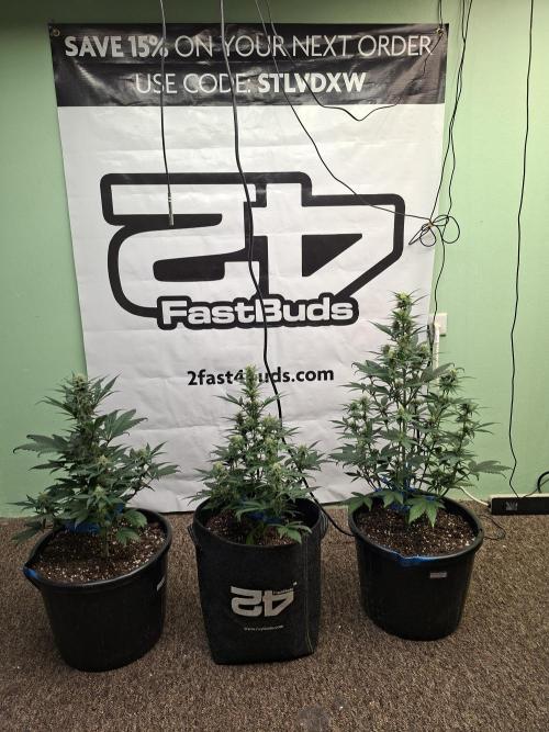 Fastbuds Starwberry Gorilla RF3. Week 6