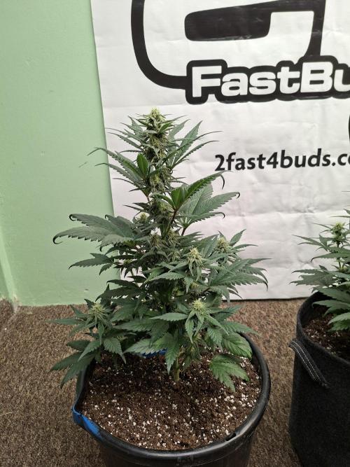 Fastbuds Starwberry Gorilla RF3. Week 6