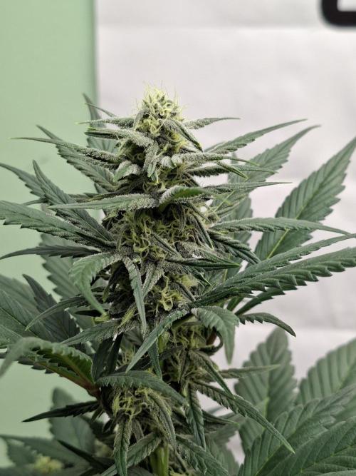 Fastbuds Starwberry Gorilla RF3. Week 6