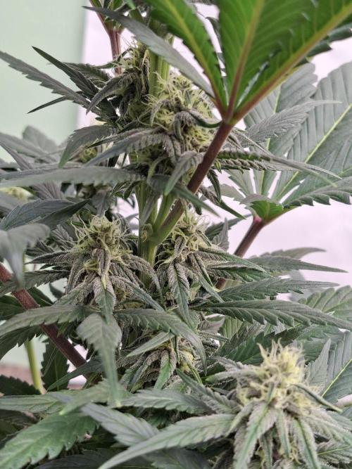 Fastbuds Starwberry Gorilla RF3. Week 6