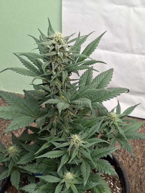 Fastbuds Starwberry Gorilla RF3. Week 6