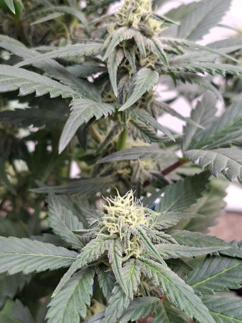 Fastbuds Starwberry Gorilla RF3. Week 6