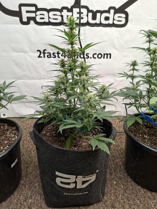 Fastbuds Starwberry Gorilla RF3. Week 6