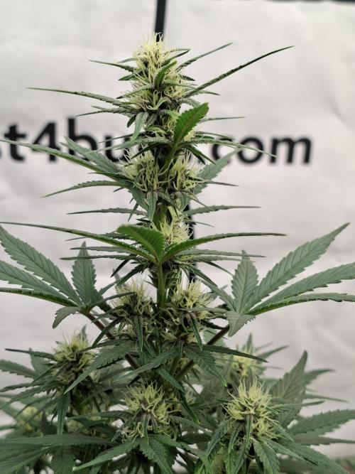 Fastbuds Starwberry Gorilla RF3. Week 6