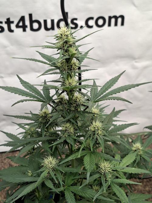 Fastbuds Starwberry Gorilla RF3. Week 6
