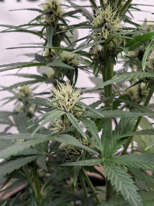 Fastbuds Starwberry Gorilla RF3. Week 6