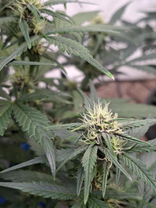 Fastbuds Starwberry Gorilla RF3. Week 6