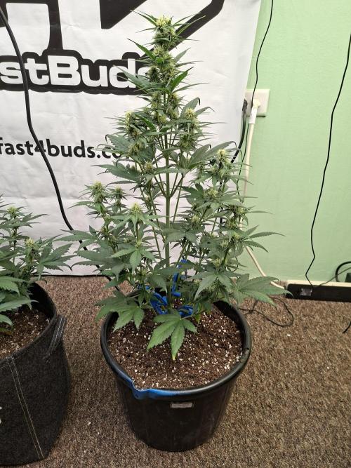 Fastbuds Starwberry Gorilla RF3. Week 6