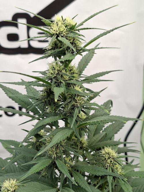 Fastbuds Starwberry Gorilla RF3. Week 6