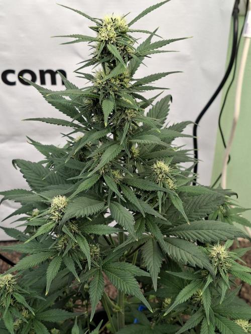 Fastbuds Starwberry Gorilla RF3. Week 6