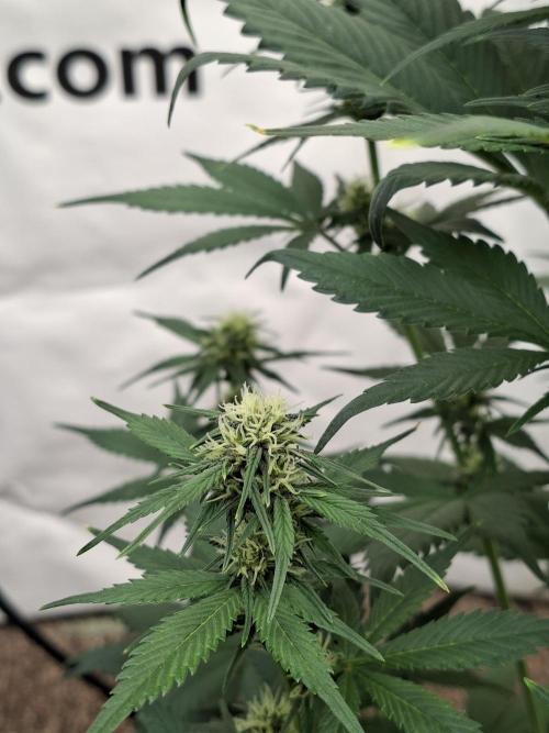 Fastbuds Starwberry Gorilla RF3. Week 6