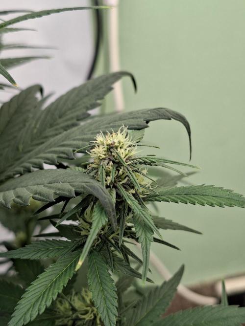 Fastbuds Starwberry Gorilla RF3. Week 6
