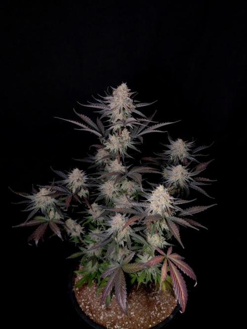 Fastbuds Guava Sundae. Week 10