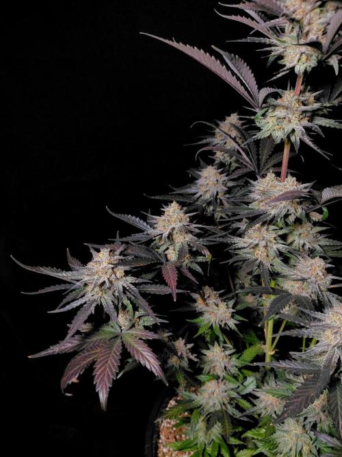 Fastbuds Guava Sundae. Week 10