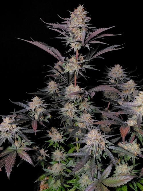 Fastbuds Guava Sundae. Week 10